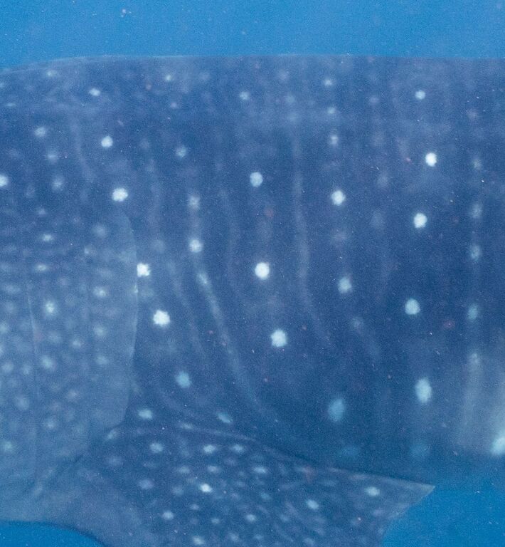 06cd2271-cb7b-4f5e-976a-f215a9ef7d36