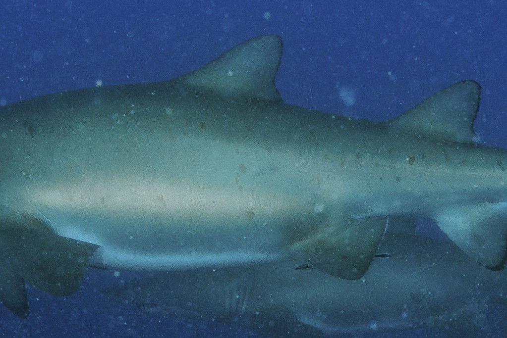 831ef2b4-043c-4111-8977-5d7b5b44273c