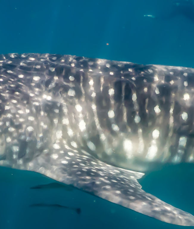 66fb0097-a967-4ce4-a3ba-83c41d852d84