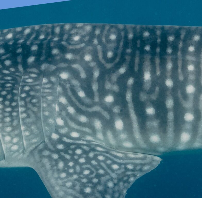 496e5fab-3a5c-4761-8f81-2eab4cfa22df