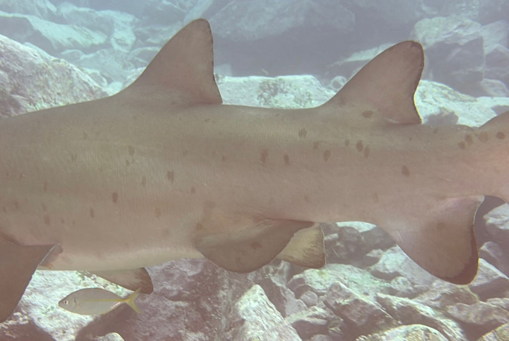 9e4ddc36-64de-4a44-af12-d5ae46377921