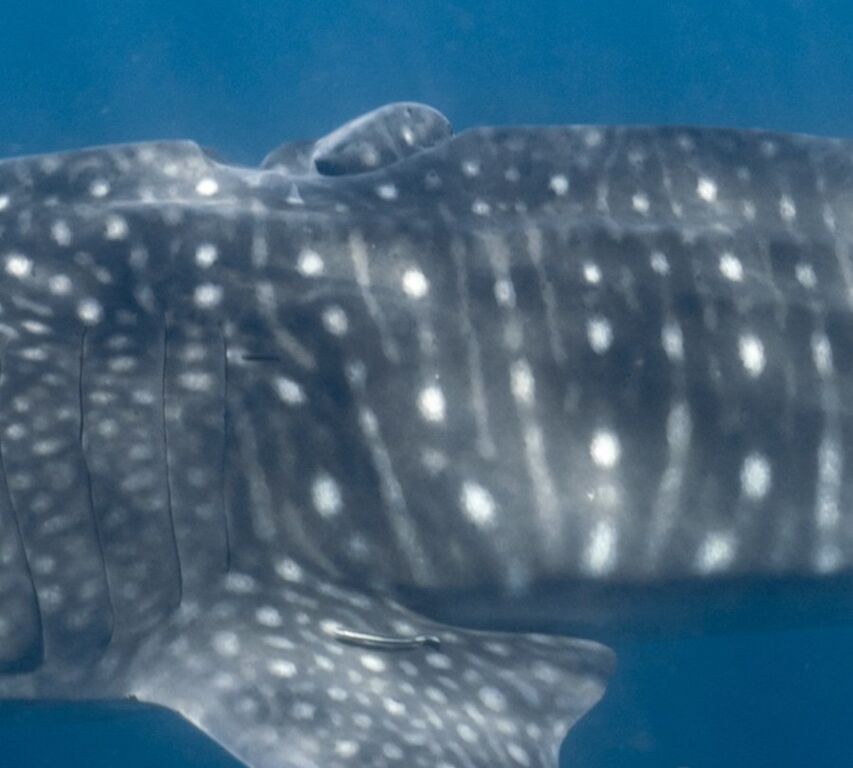 a281a1a9-6100-4abc-8c1b-4d7c5619d54a