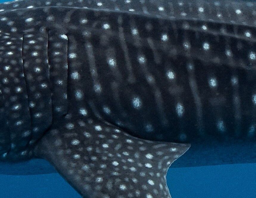 8e49bed7-edaa-47bb-866c-c275b975ae4e