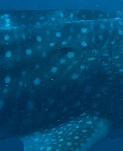 12b77eff-f217-446c-aba8-b4b462fdc8da