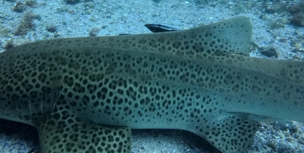 c11e34db-3108-420a-985d-1913a5b9de32