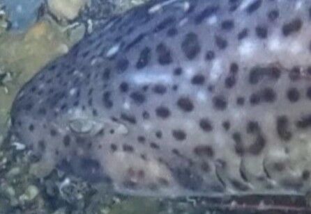 9ffed4a1-f7c7-431b-82fa-a87a2e9266e4