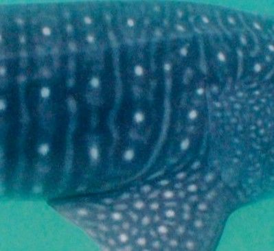 e6931945-8453-4d7b-a3b1-c2b2bba3d229