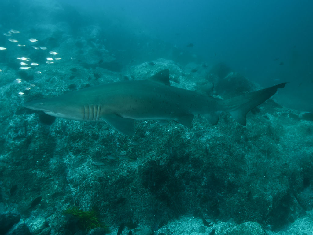 c55db0bd-f693-452b-b9f6-561c69b21d34