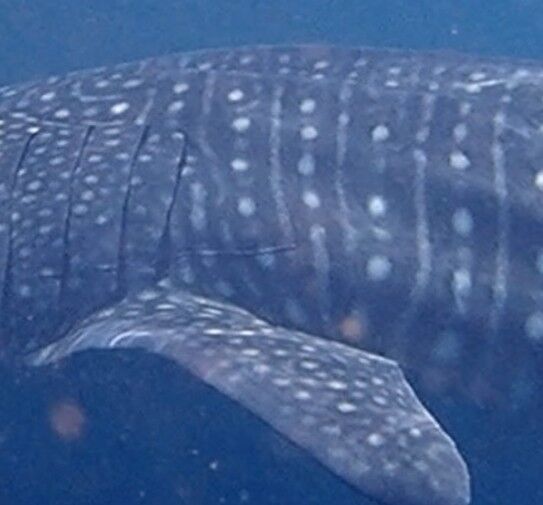 8c245c10-3d21-42c9-93e6-77bd69adcd58