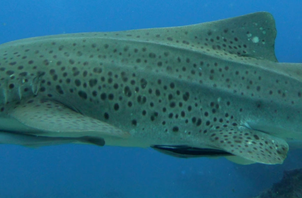 80e0c139-6b38-4634-a8c8-e74f650d40b6