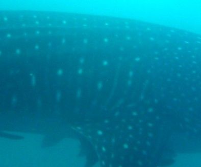 1c0b6447-b6e6-4672-b890-ac7bf197dc31