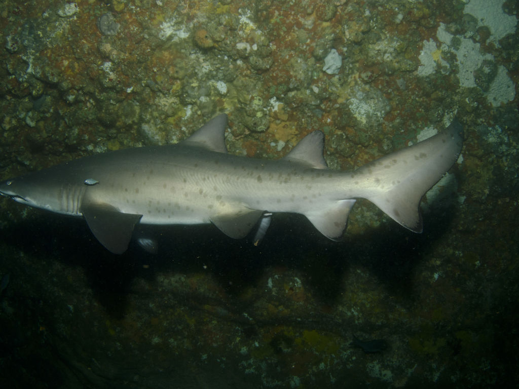 c96d530b-cd9c-4515-8638-00e4a9289a52