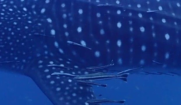 7f85bae5-35d2-489d-9de0-6a94121ed08e