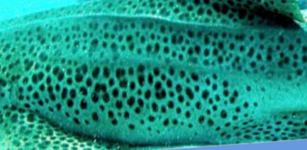 56444ea7-419a-45d2-a445-a0f45fa143b5