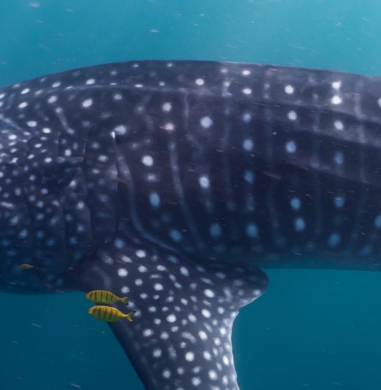 6683e7aa-1faf-4a20-8af7-653615a849e9