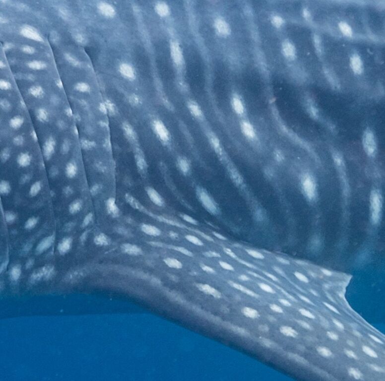 35060597-3328-4148-b50d-9e0a68cf4e56