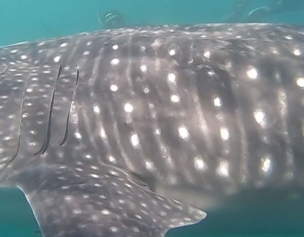 6076418a-2d8f-43f8-939c-a2437343afe2