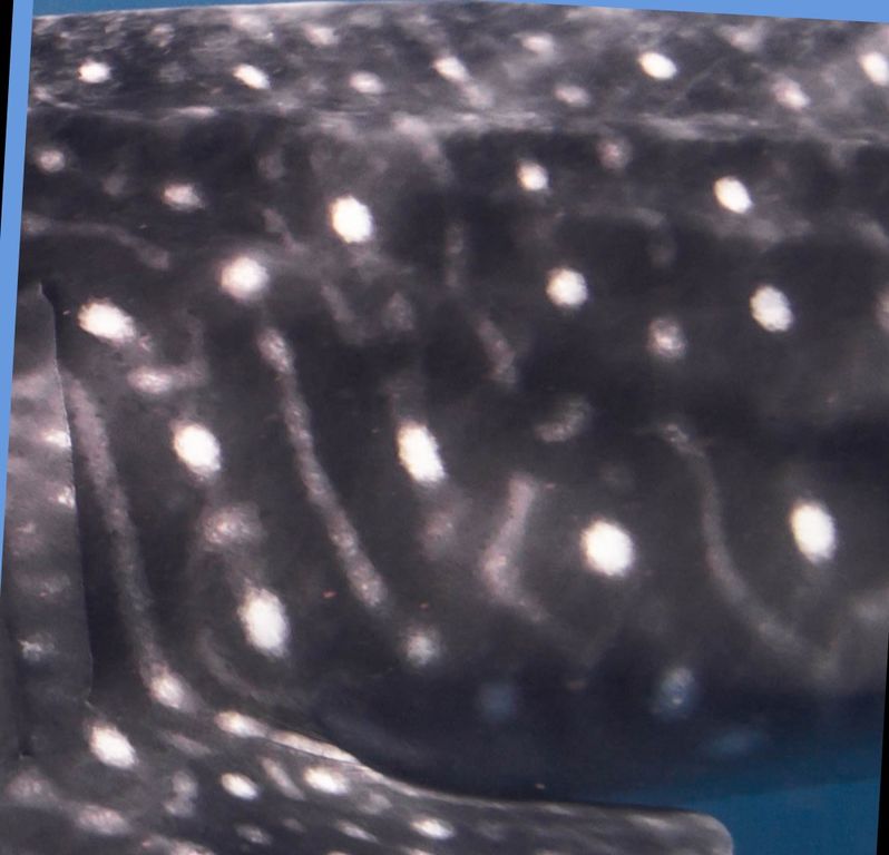 88017053-e1a3-4d24-bd19-cb3c50f6368d