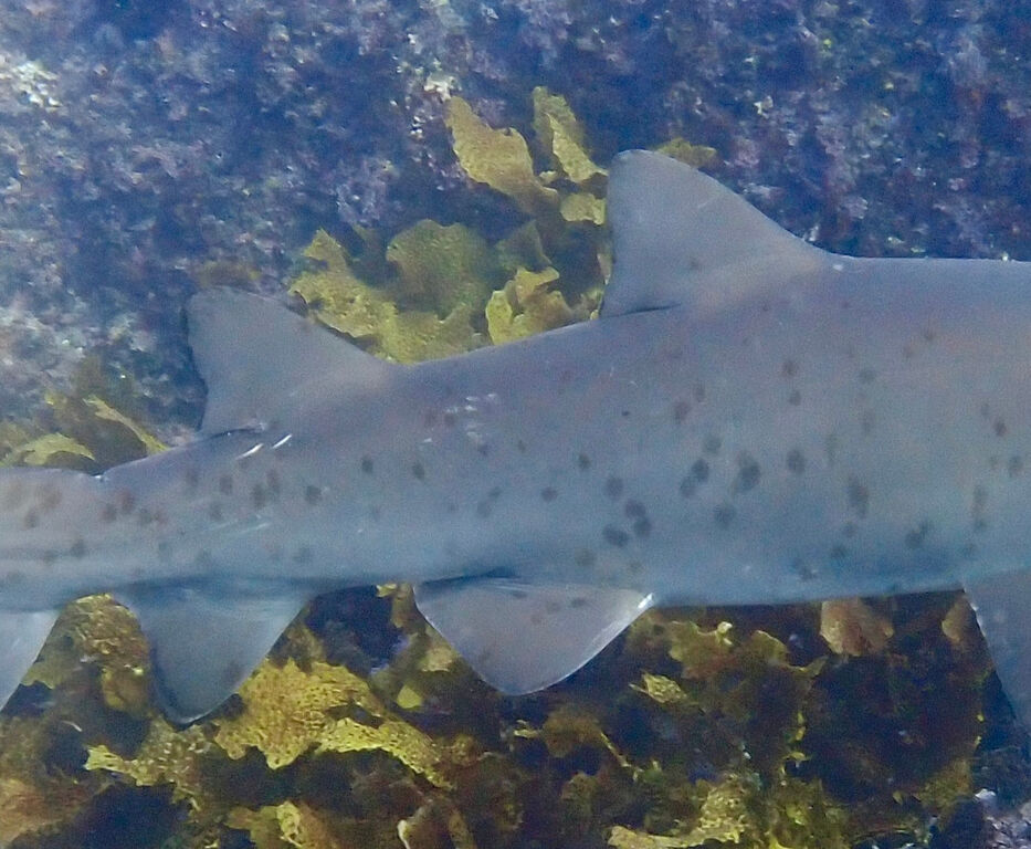 c2745ce9-a1c0-40f7-94b3-39d4809335a7