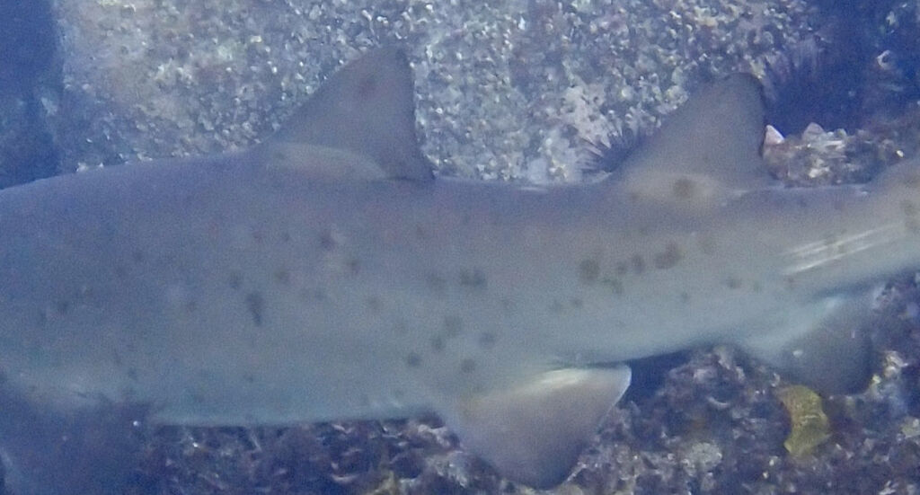 c2745ce9-a1c0-40f7-94b3-39d4809335a7