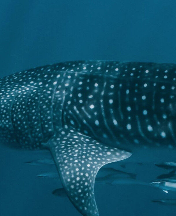 c05270f6-0543-4c8a-8d88-f3a19501bc50