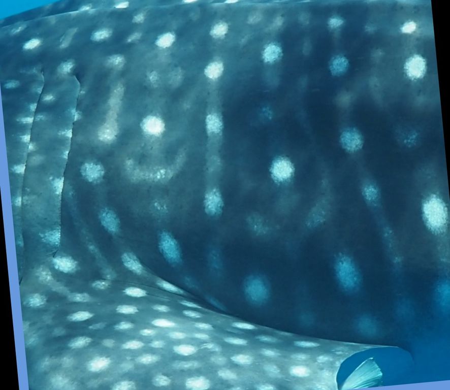 985bffa6-5020-49ad-9e87-a3eff5c44636