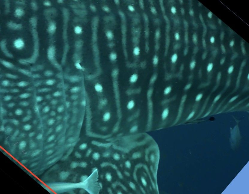 81f0a8ba-470c-478d-b900-6907f89a177b