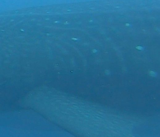 018c79a1-a133-4a17-b072-2d120edd1cc9