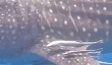 237a4ef6-2b24-4785-b9e1-67d8dad518c3