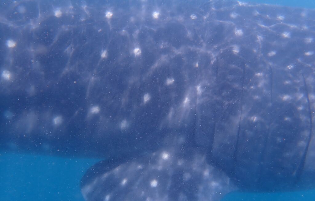 78e5d938-1980-4796-8300-ffad674b84df