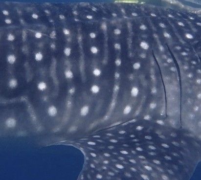 2e168328-30b8-408a-98c7-3a3b61a890f4