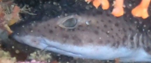 248fcec3-14d2-43b7-b909-407cb3dda696