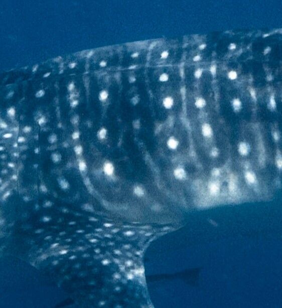 fd03ffcf-d34f-461c-8e20-880f30bdff76