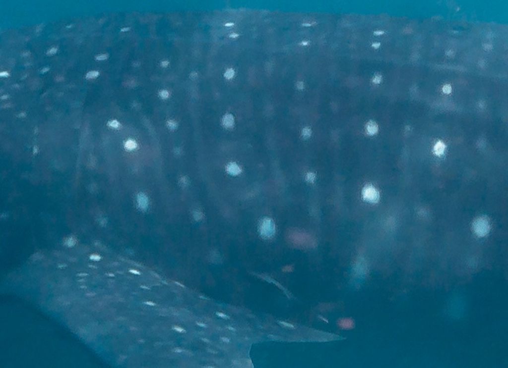 f9986858-d0de-45bf-8981-279020a9f12d