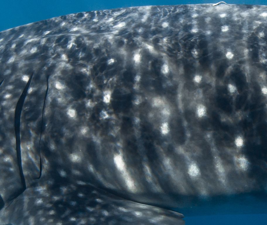 18459f29-eba1-445e-8bd4-e3ed5239a209