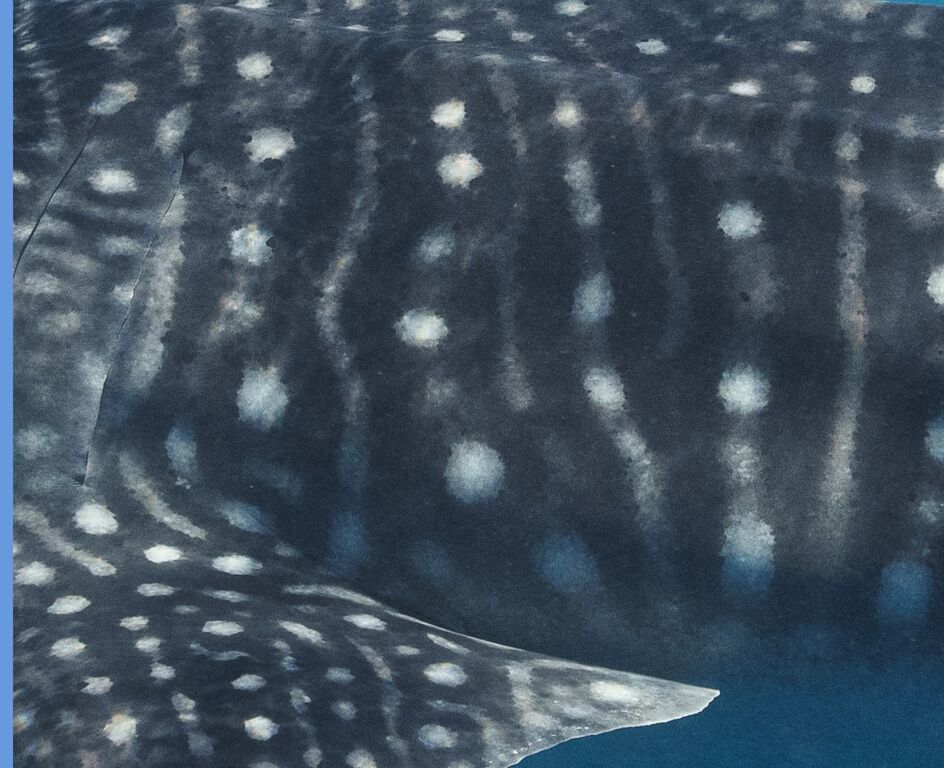 799ade80-fa6a-4297-8fa6-c37d8ee874c2