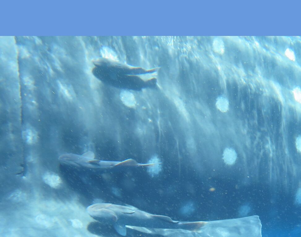 0d7d325e-0f5b-484f-a36e-50a801221e34