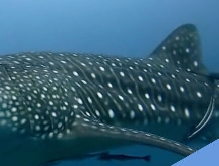 6f99c1ae-6812-44ea-a2bf-55cf158f67d4