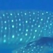 0e2f385a-c6e2-41d1-bbf5-d945daf9c506