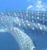 0e2f385a-c6e2-41d1-bbf5-d945daf9c506