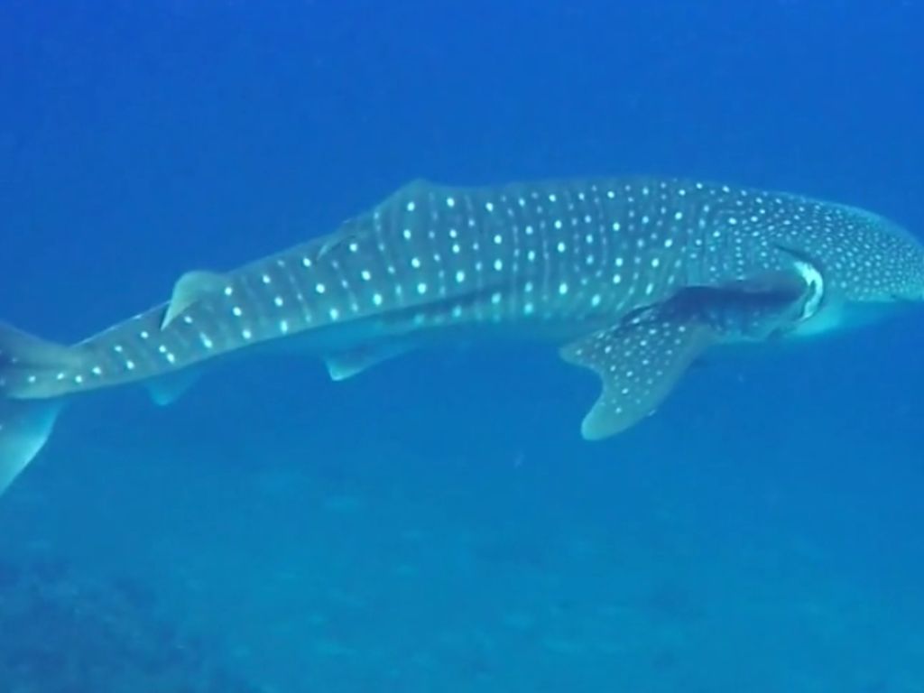 0e2f385a-c6e2-41d1-bbf5-d945daf9c506