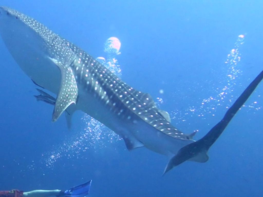 0e2f385a-c6e2-41d1-bbf5-d945daf9c506