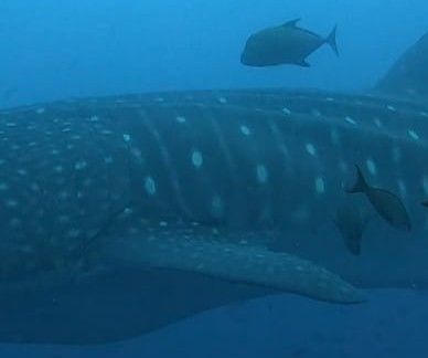 b6ad51bc-8f66-4245-87c1-703d2ae8659f