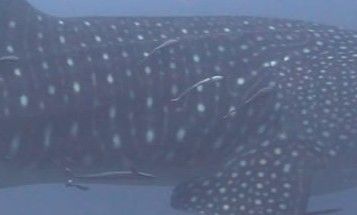 e329da26-1771-4e78-91d7-137a3301f0ad