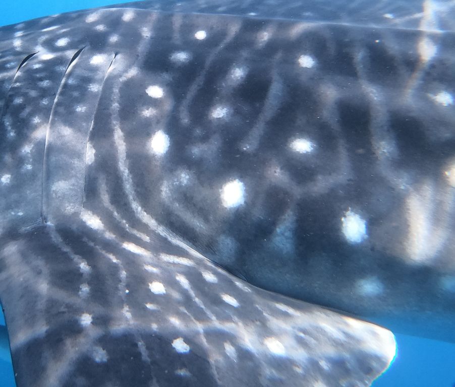 50a13338-9215-4dff-a1c3-e07aea9534d2