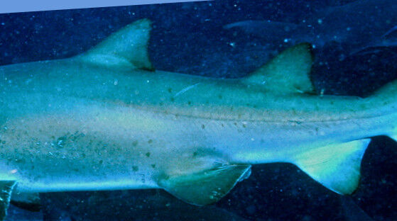 d52fafbc-094d-4f84-a68f-2ee9b44cf202