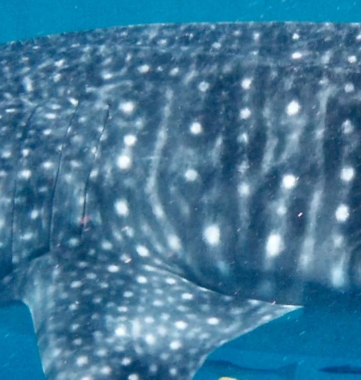 1f6313f1-aebb-46b1-8832-59da2ef5a79b