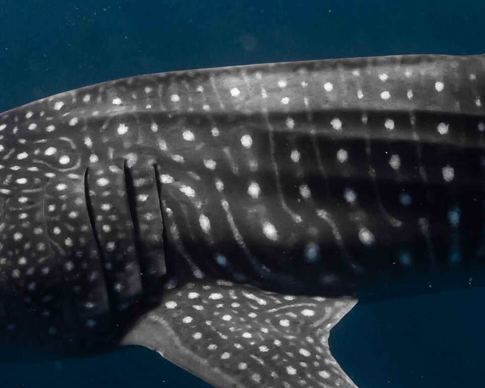 a08af40d-cacd-40da-9d53-34f6974b9309