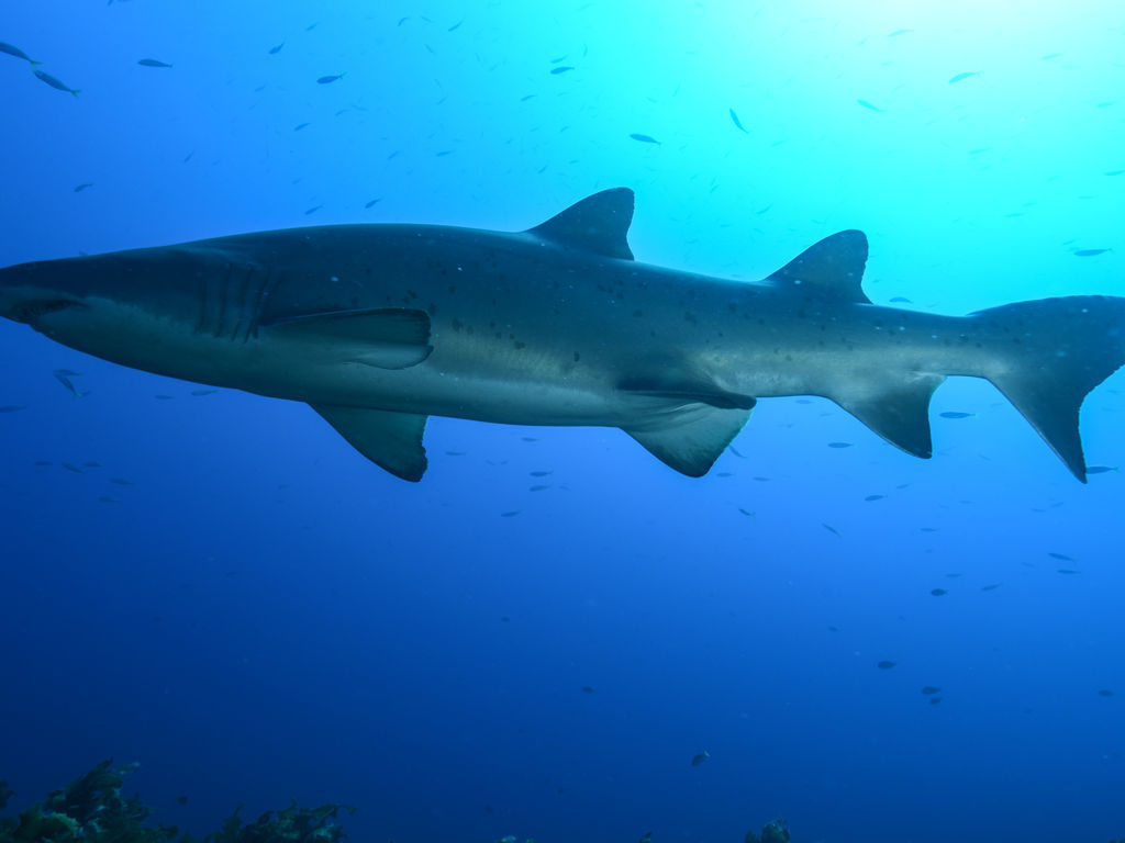 8159d943-d692-4f00-b9ee-e3516b5d841f