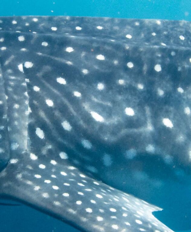 53e6d4d2-8be7-406a-b779-b9f50952ee3f